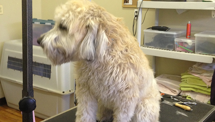 Full-Service Grooming & Dog Spa